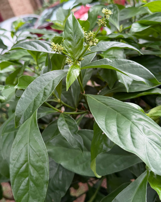 Psychotria Viridis