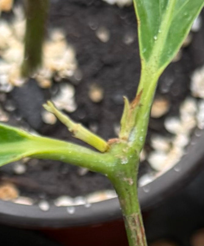 Diploterys Cabrerana (Choliponga)