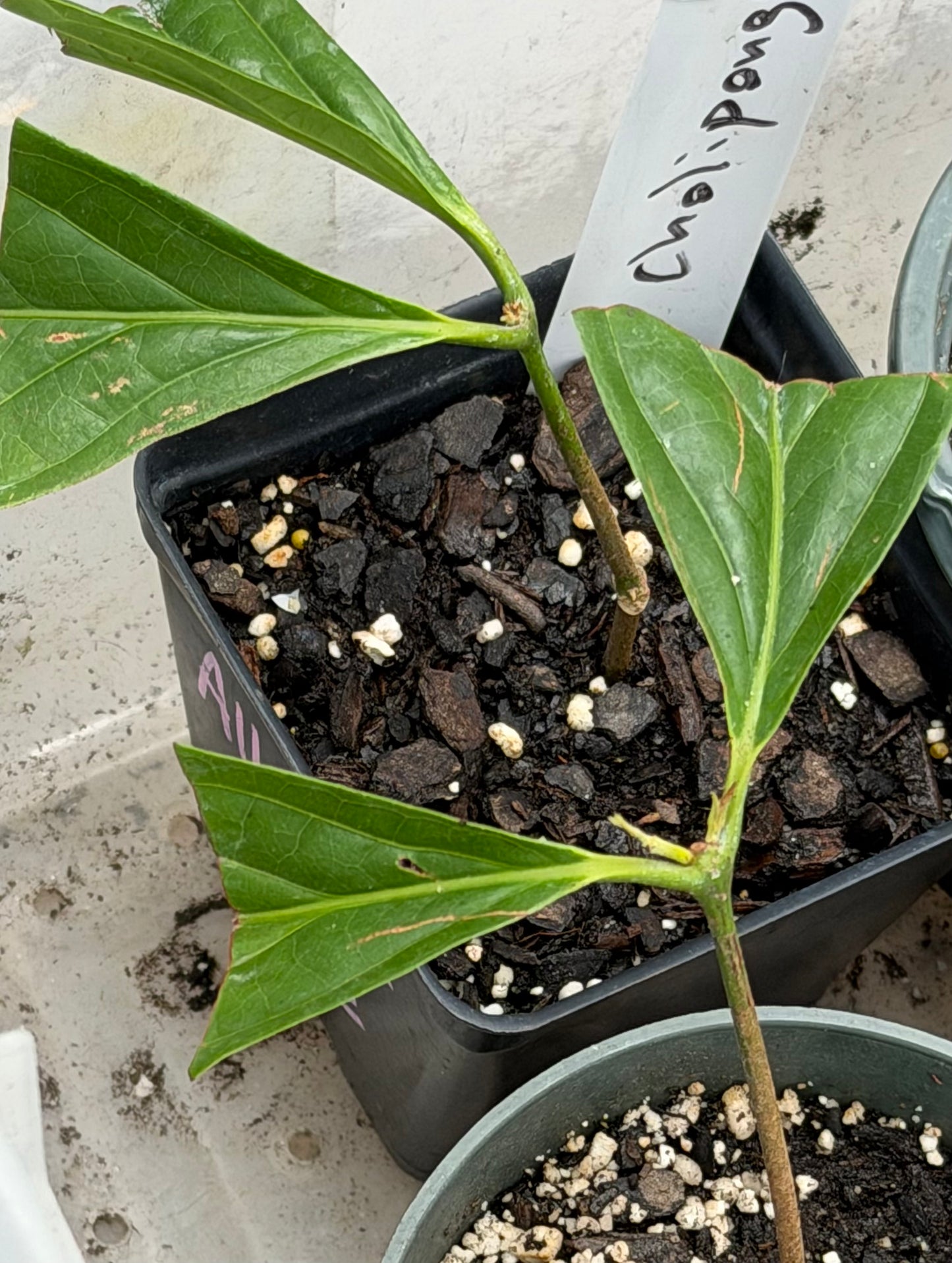 Diploterys Cabrerana (Choliponga)