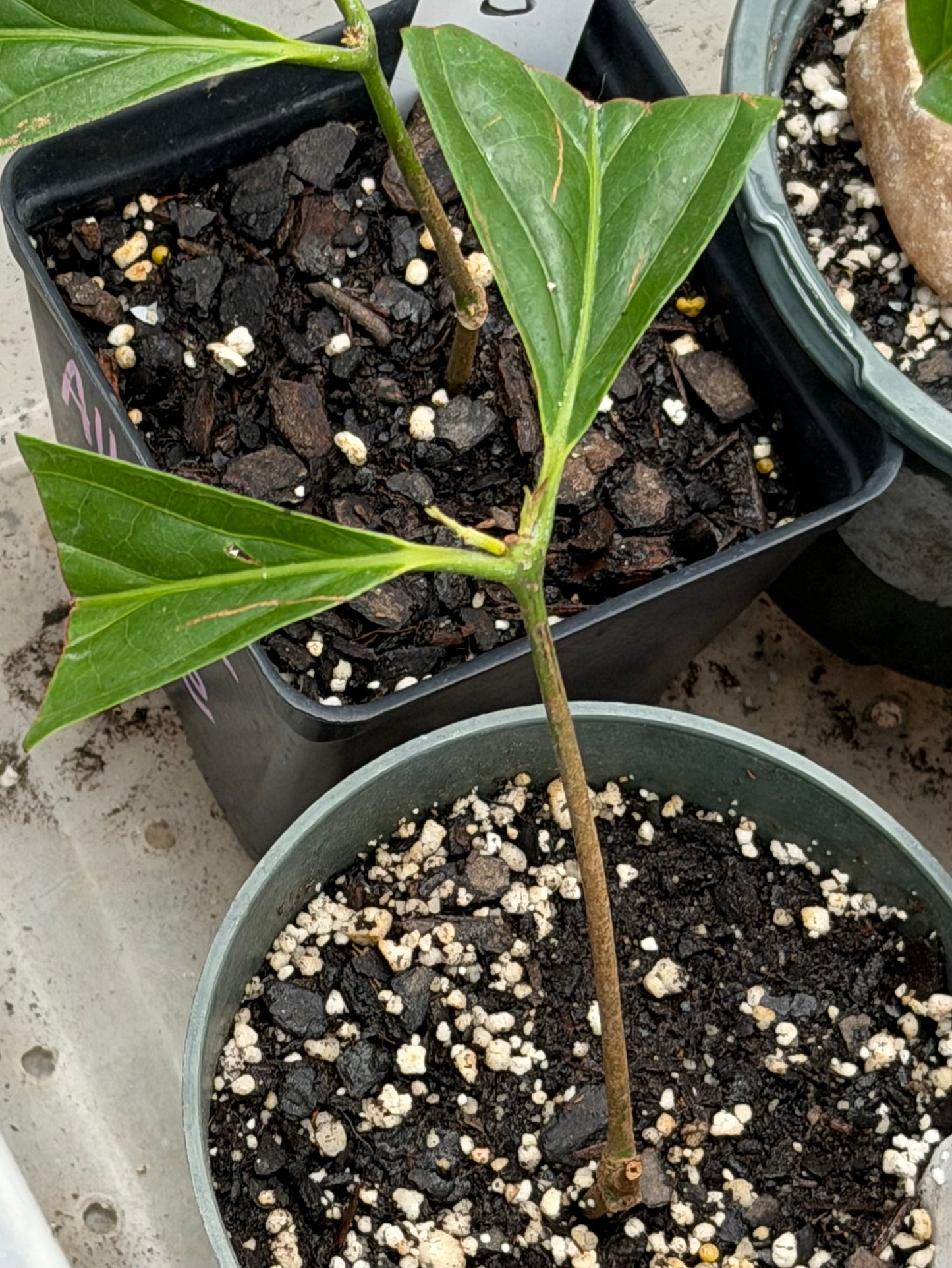 Diploterys Cabrerana (Choliponga)