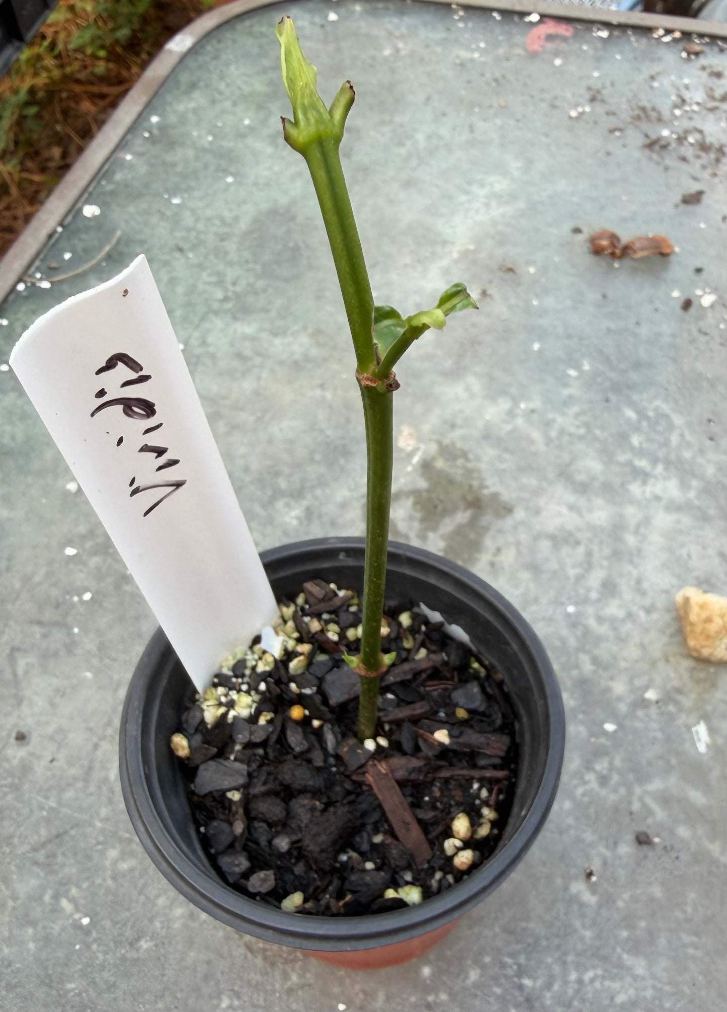 Psychotria Viridis