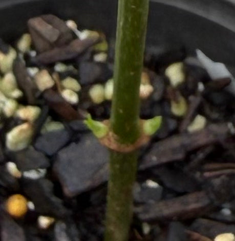 Psychotria Viridis
