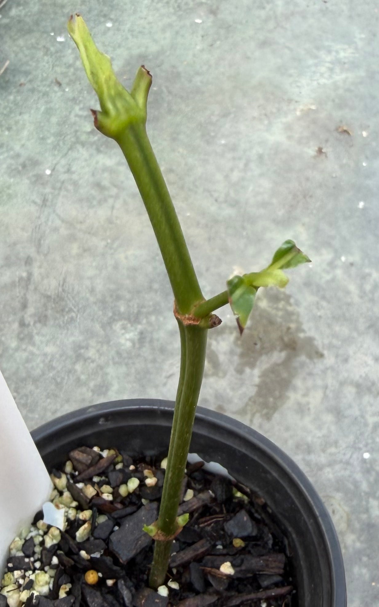 Psychotria Viridis