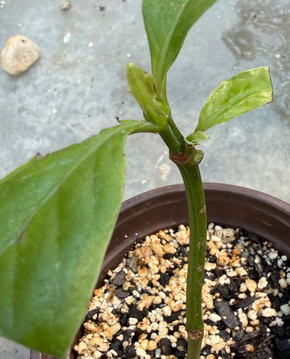 Psychotria Nexus (hybrid of P. Viridis and P. Carthagensis) SMALL