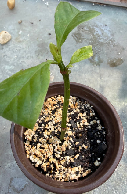 Psychotria Nexus (hybrid of P. Viridis and P. Carthagensis) SMALL