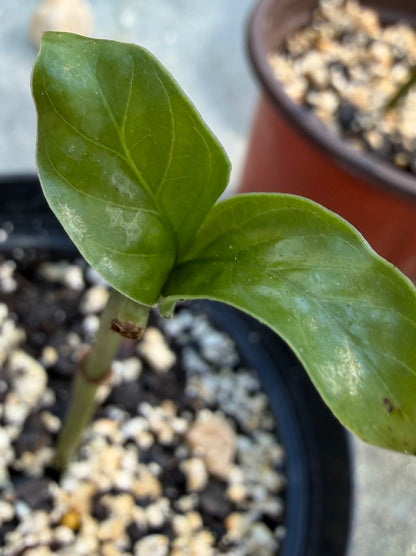 Psychotria Nexus (hybrid of P. Viridis and P. Carthagensis) SMALL