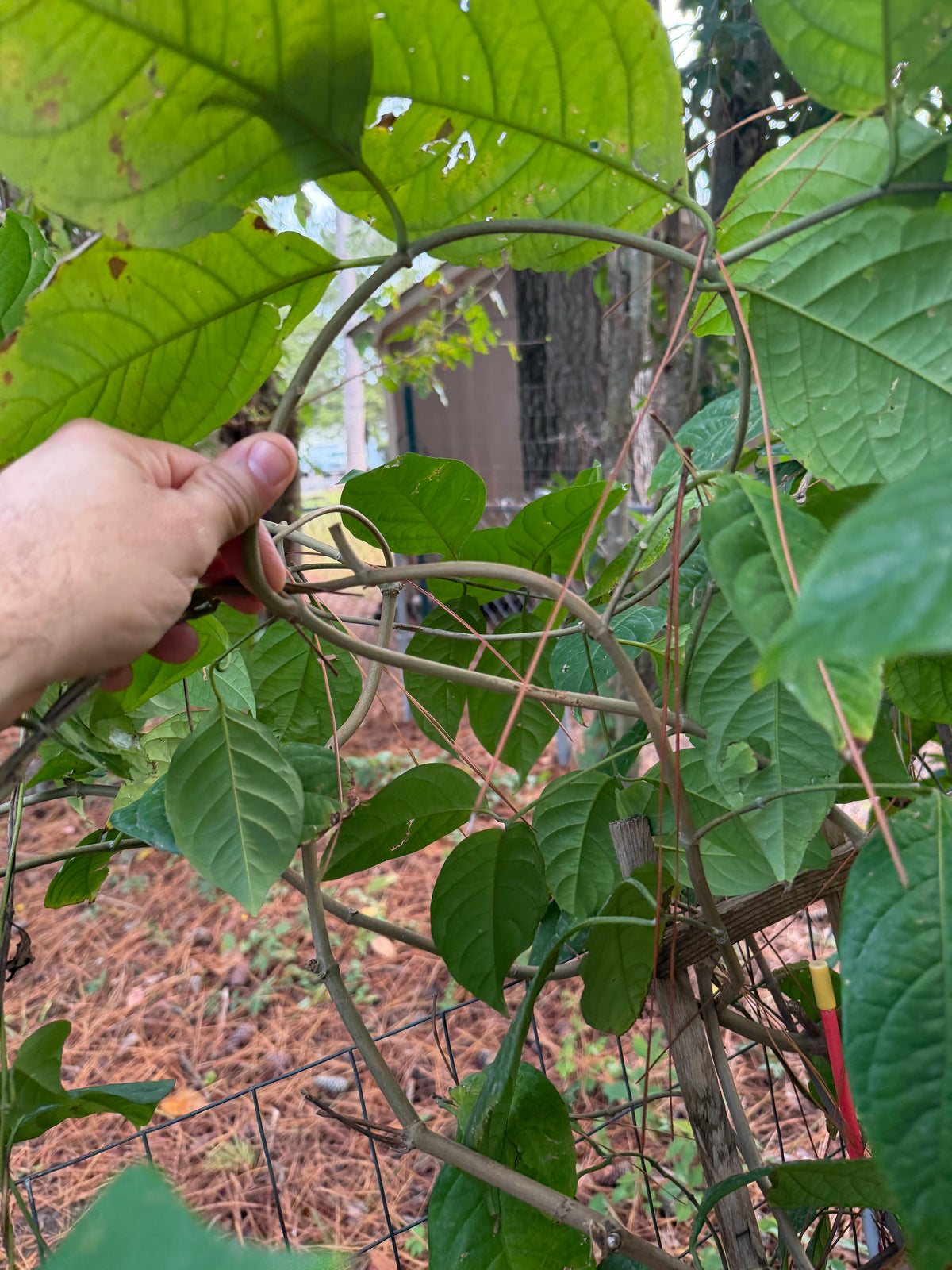 Yellow Caapi Cuttings