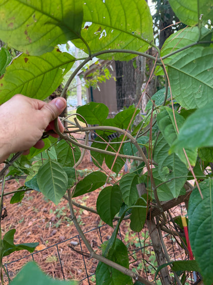 Yellow Caapi Cuttings