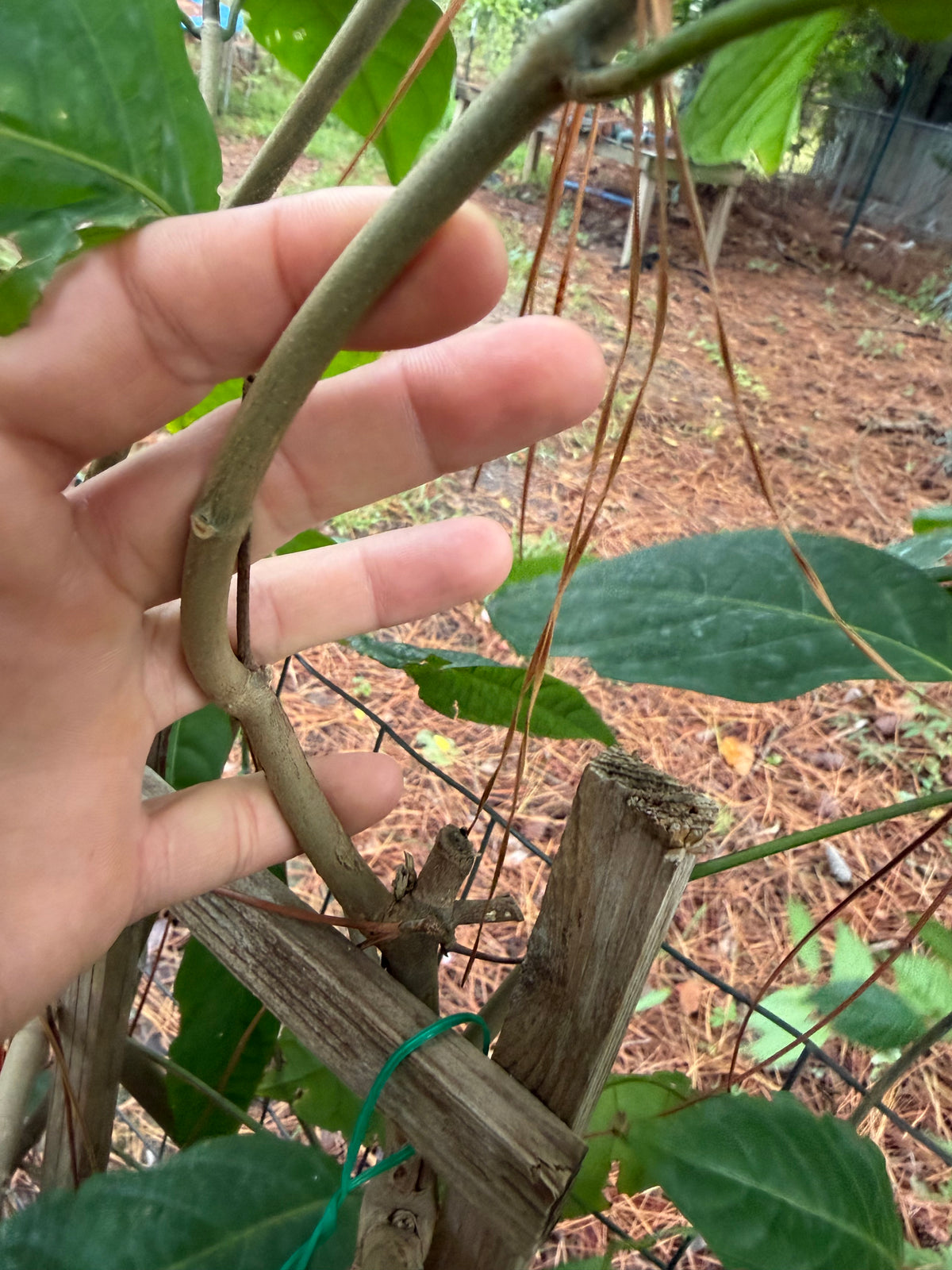 Yellow Caapi Cuttings