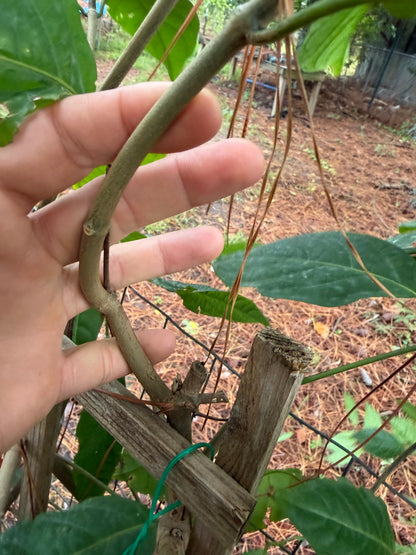 Yellow Caapi Cuttings