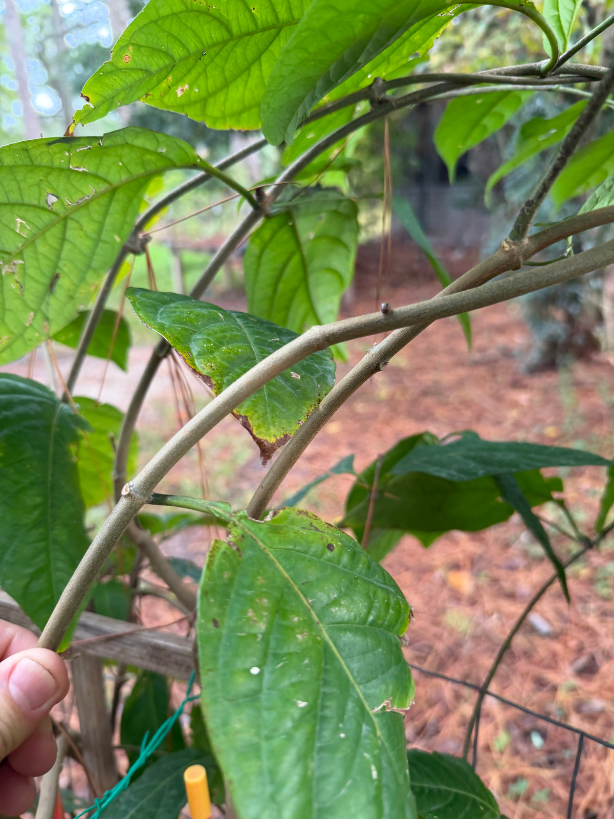 Yellow Caapi Cuttings