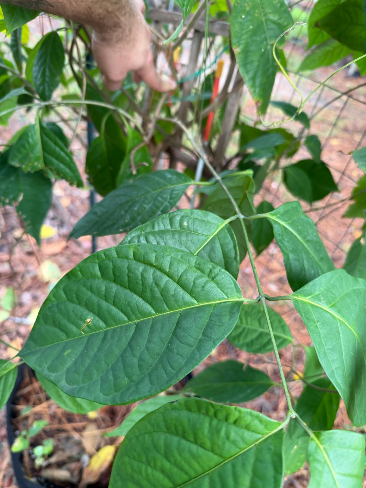 Yellow Caapi Cuttings