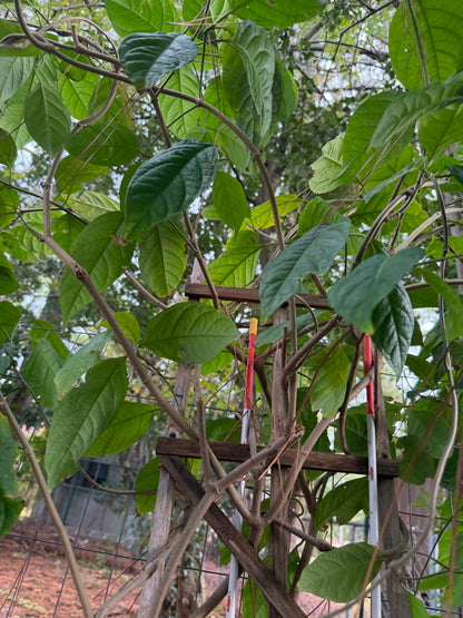 Yellow Caapi Cuttings