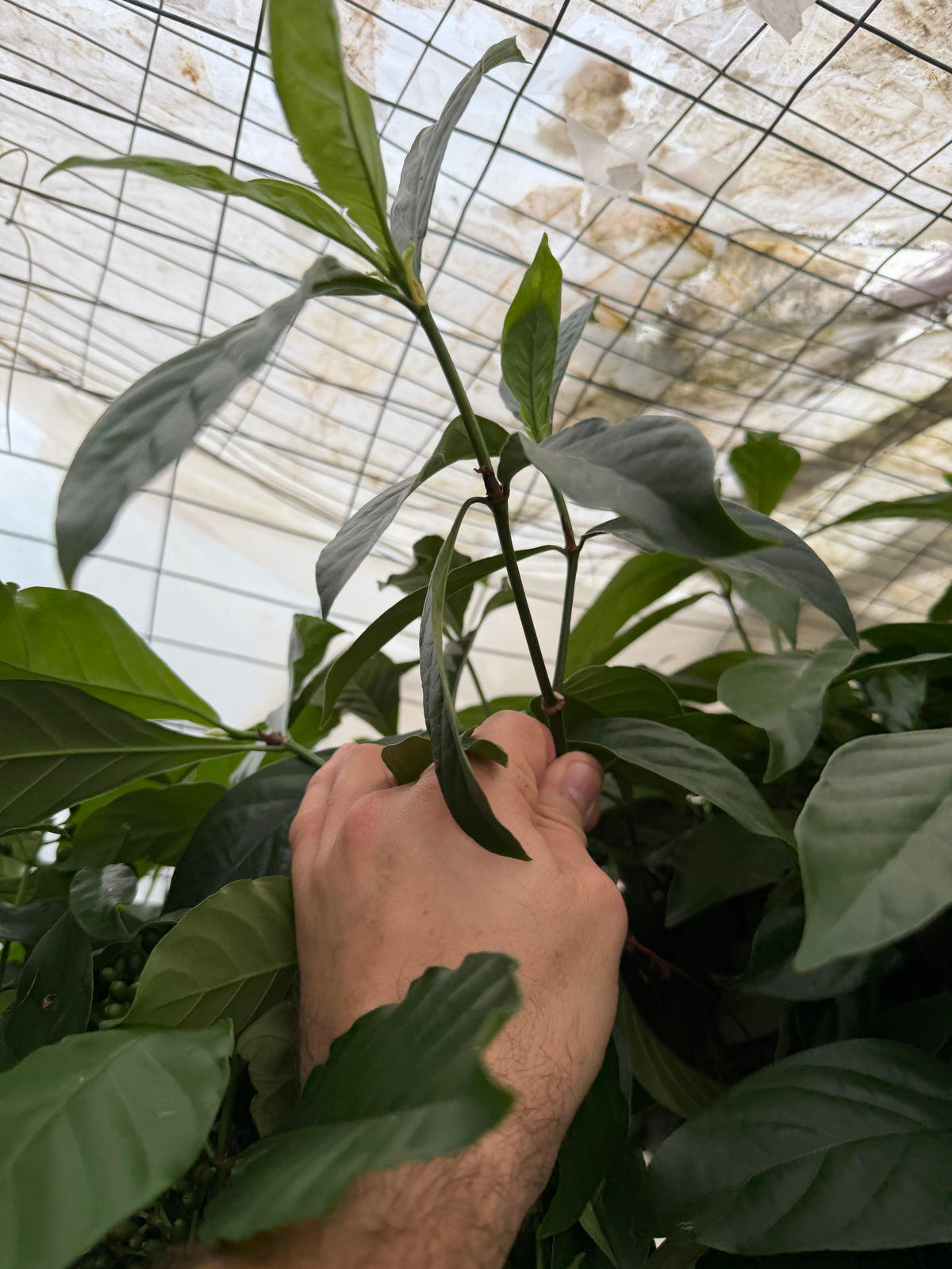 Psychotria Viridis Cuttings