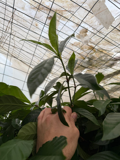 Psychotria Nexus Cuttings