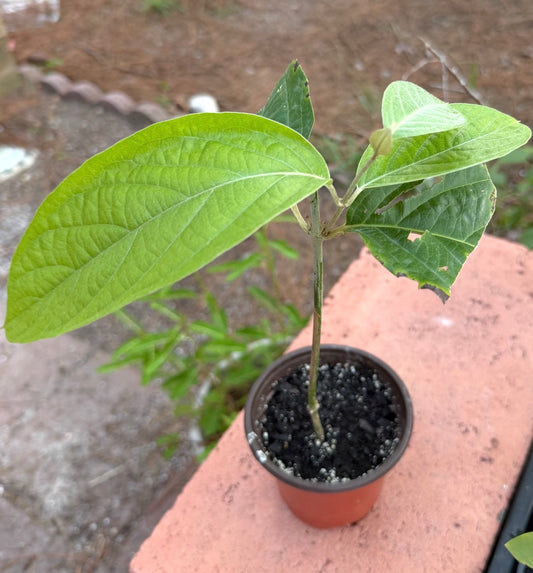 Black Caapi (Banisteriopsis Caapi)