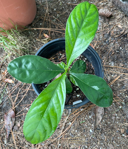 Psychotria Viridis