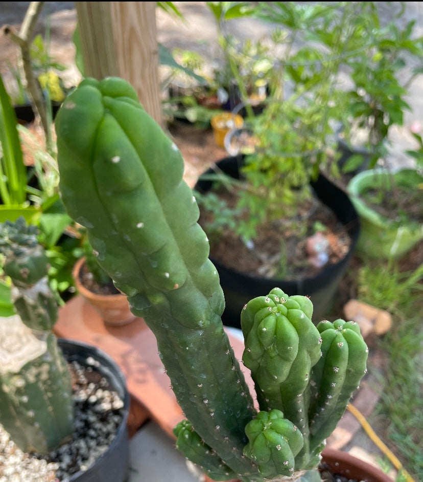 Sherpa Cactus