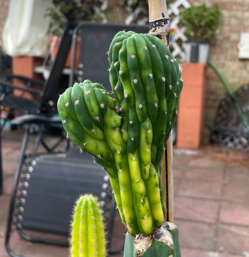 Sherpa Cactus