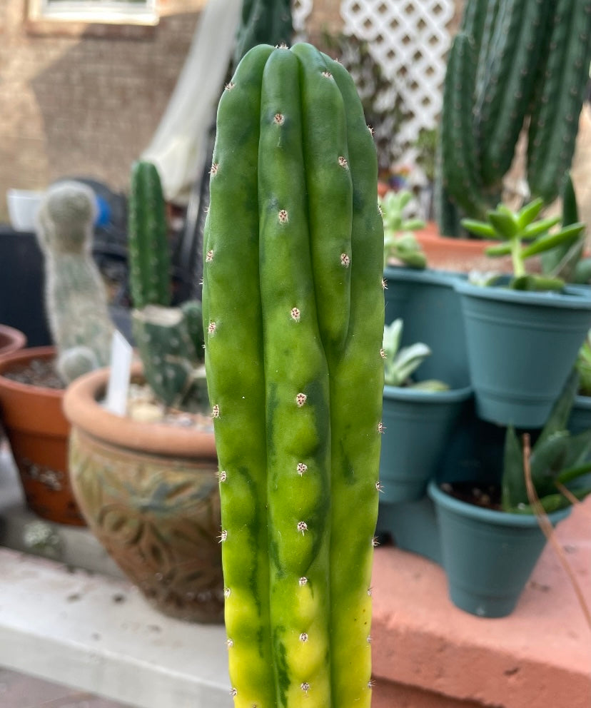 Sherpa Cactus