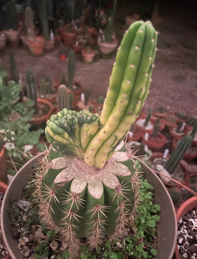 Sherpa Cactus