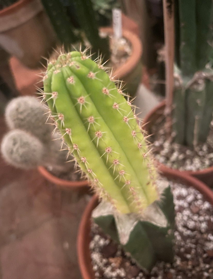 Variegated Grandiflorus Hybrid