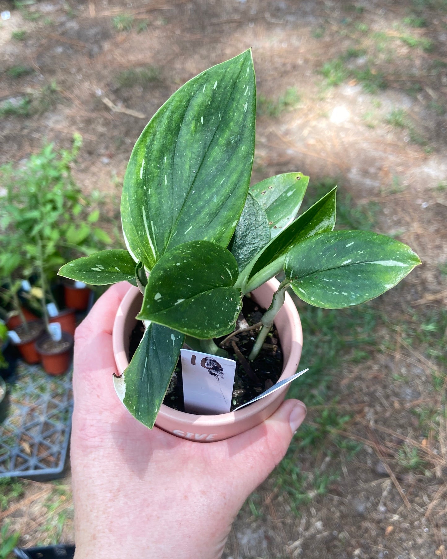 Monstera Standleyana