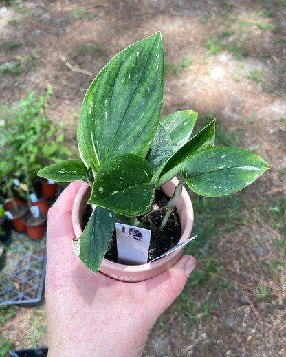 Monstera Standleyana