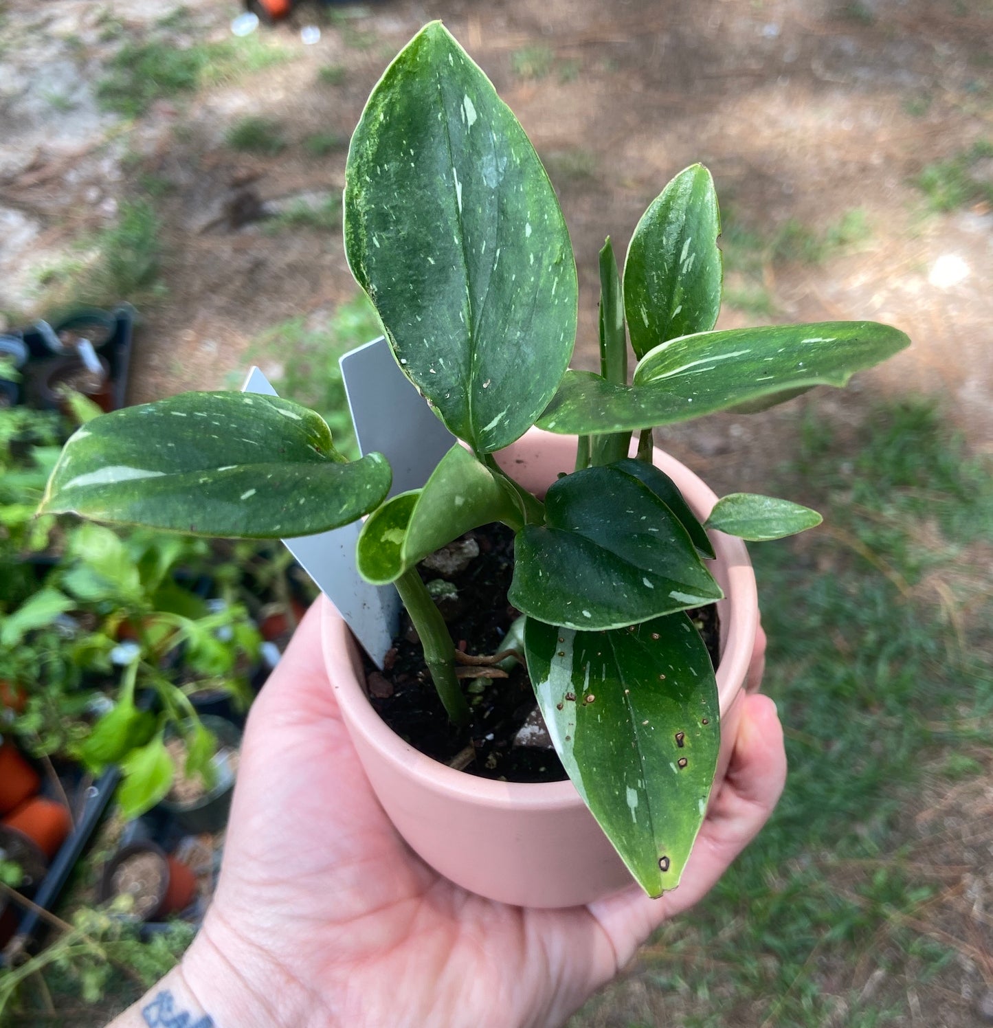 Monstera Standleyana