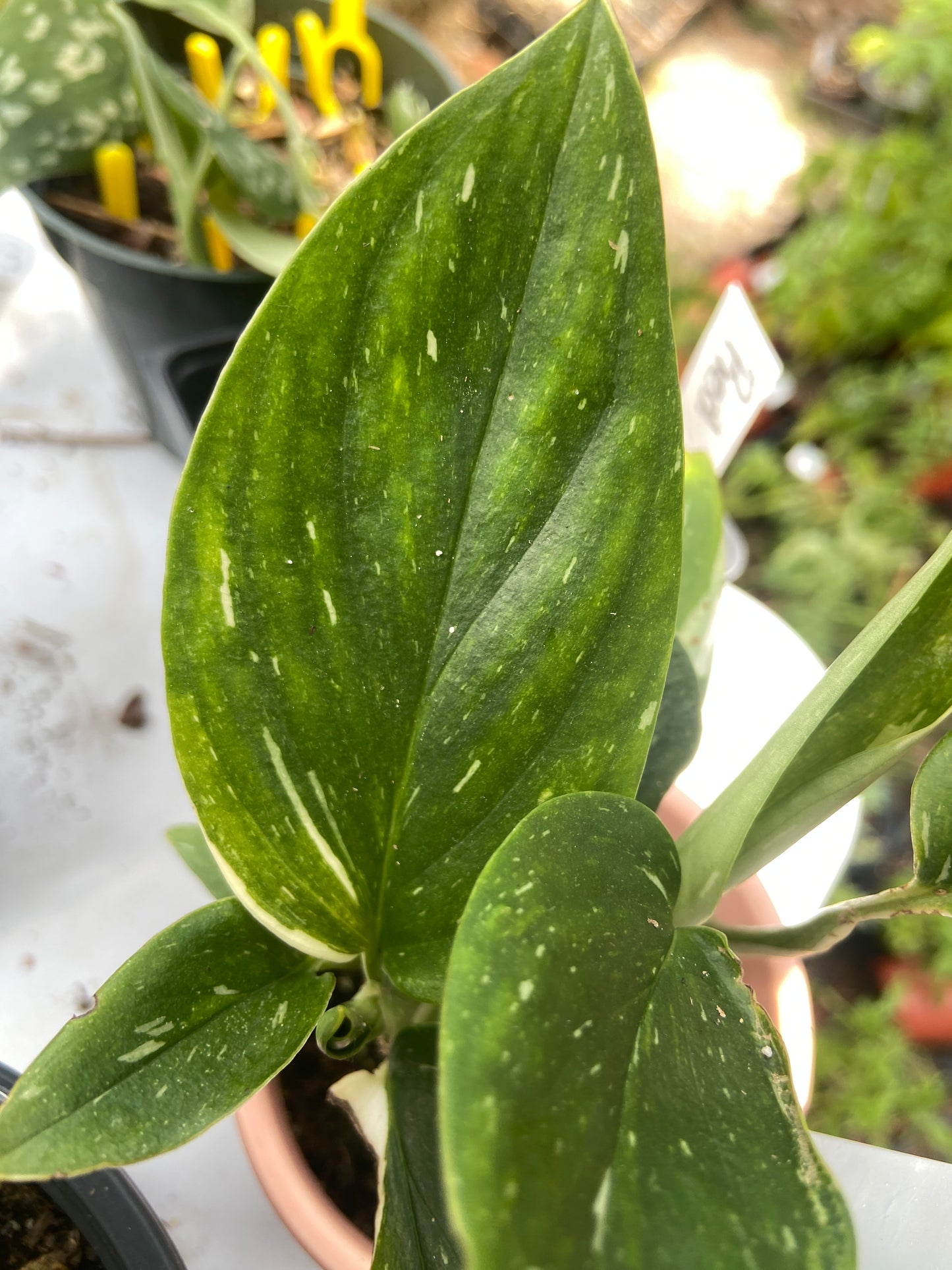 Monstera Standleyana