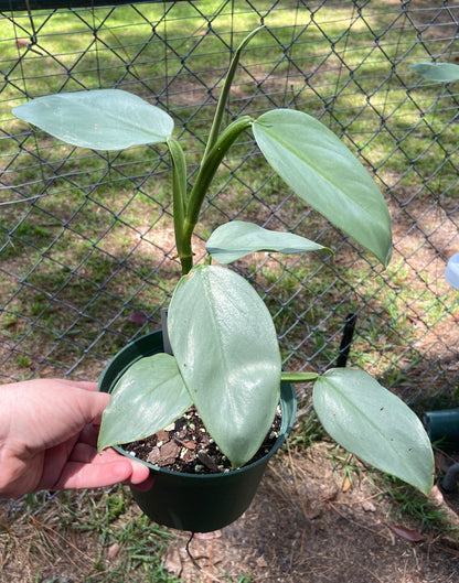 Silver sword philodendron