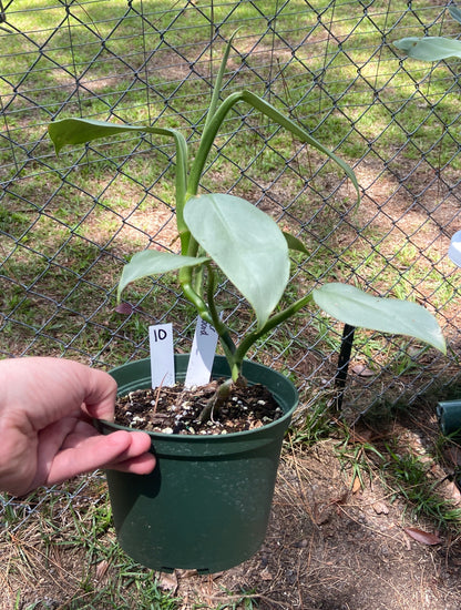 Silver sword philodendron