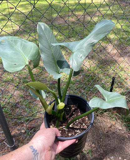 Silver sword philodendron