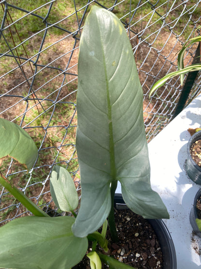 Silver sword philodendron