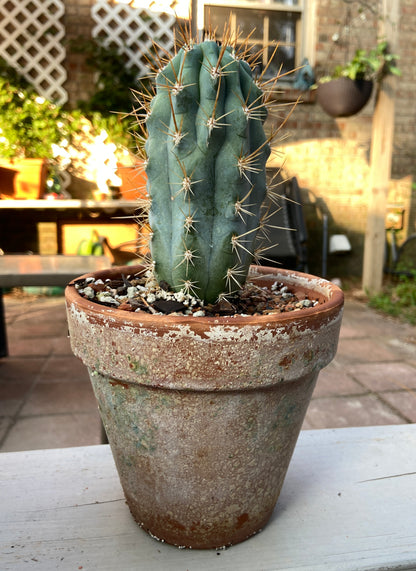 Various Cactus