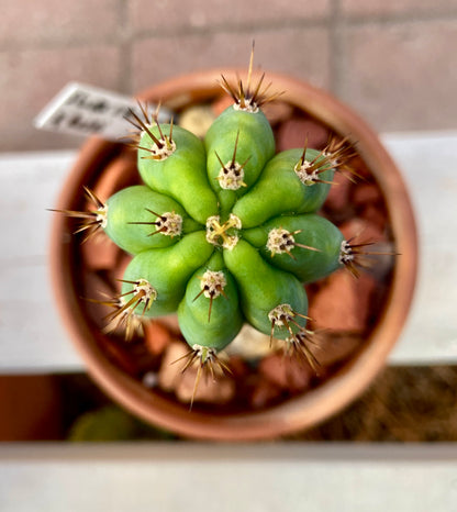 Various Cactus