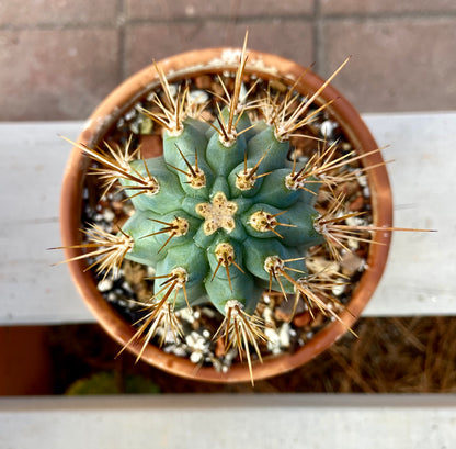 Various Cactus