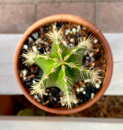 Various Cactus