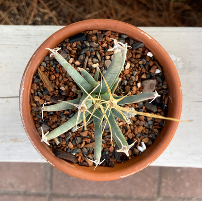 Various Cactus