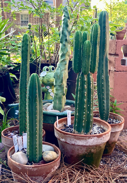 Various Cactus