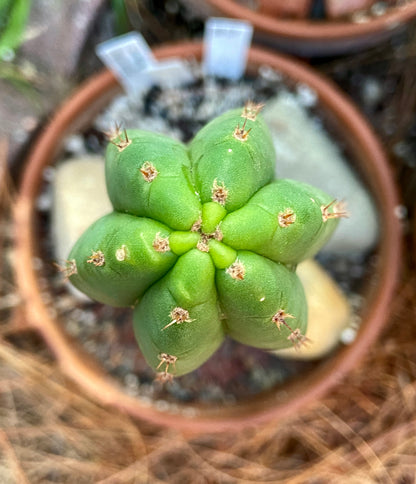 Various Cactus