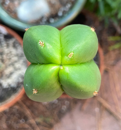 Various Cactus