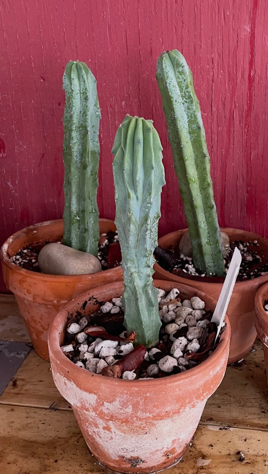 Myrtillocactus Geometrizans Monstrous "Elite"