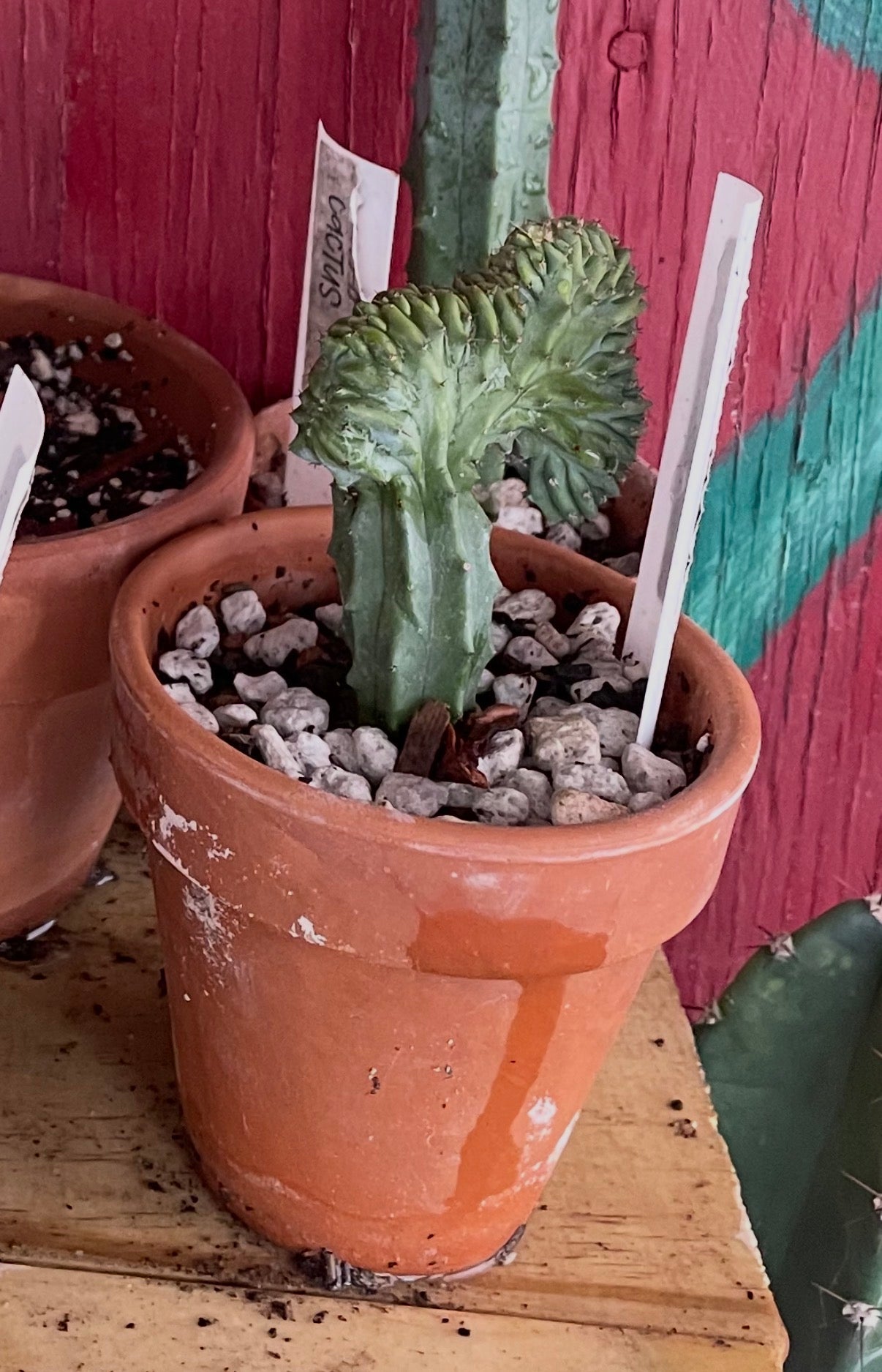 Myrtillocactus Geometrizans Monstrous "Elite"