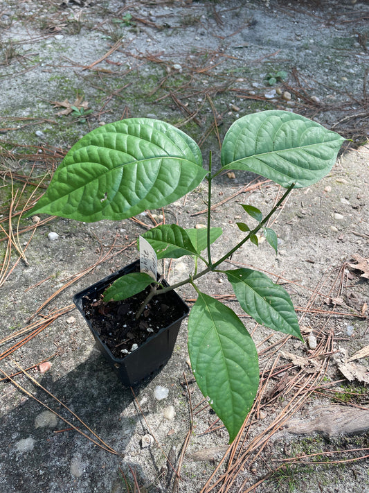 White Caapi (Banisteriopsis Caapi)