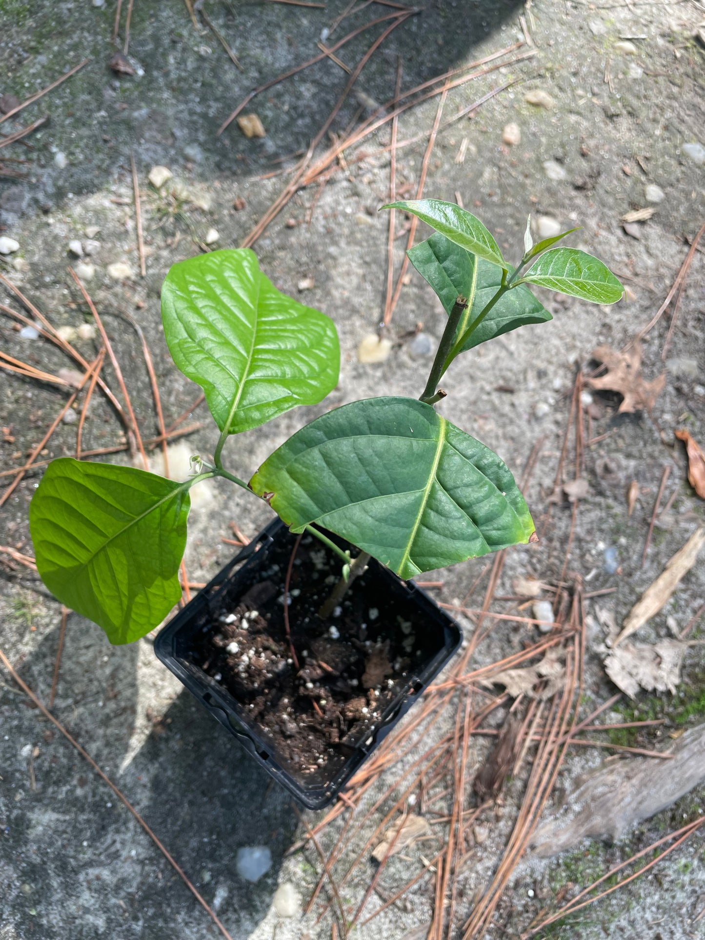 Yellow Caapi (Banisteriopsis Caapi)