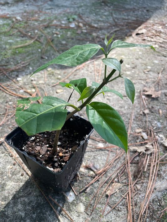 Yellow Caapi (Banisteriopsis Caapi)