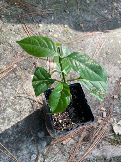 Yellow Caapi (Banisteriopsis Caapi)