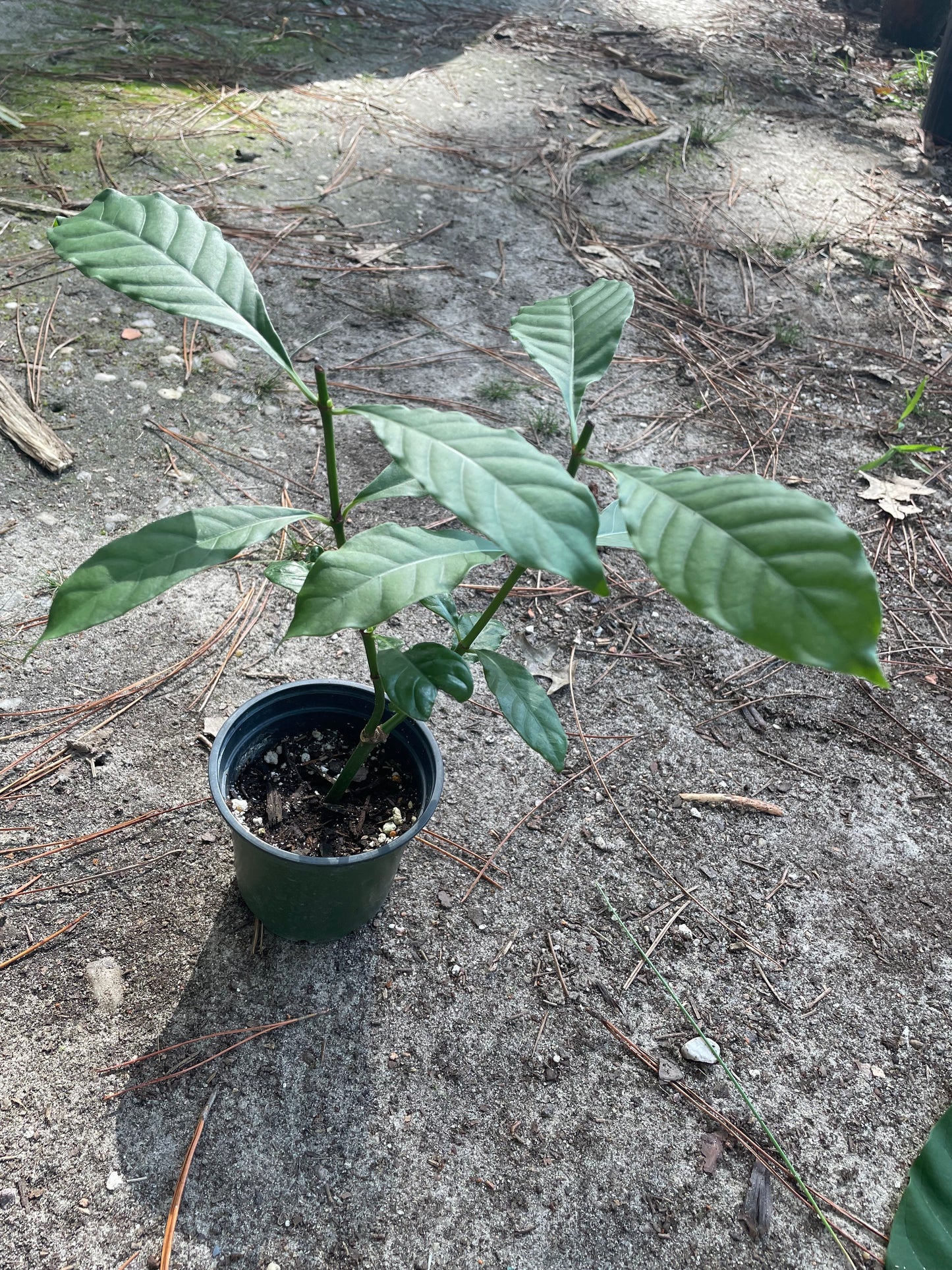 Psychotria Alba (syn. Psychotria Carthegensis)