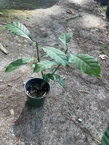 Psychotria Alba (syn. Psychotria Carthegensis)
